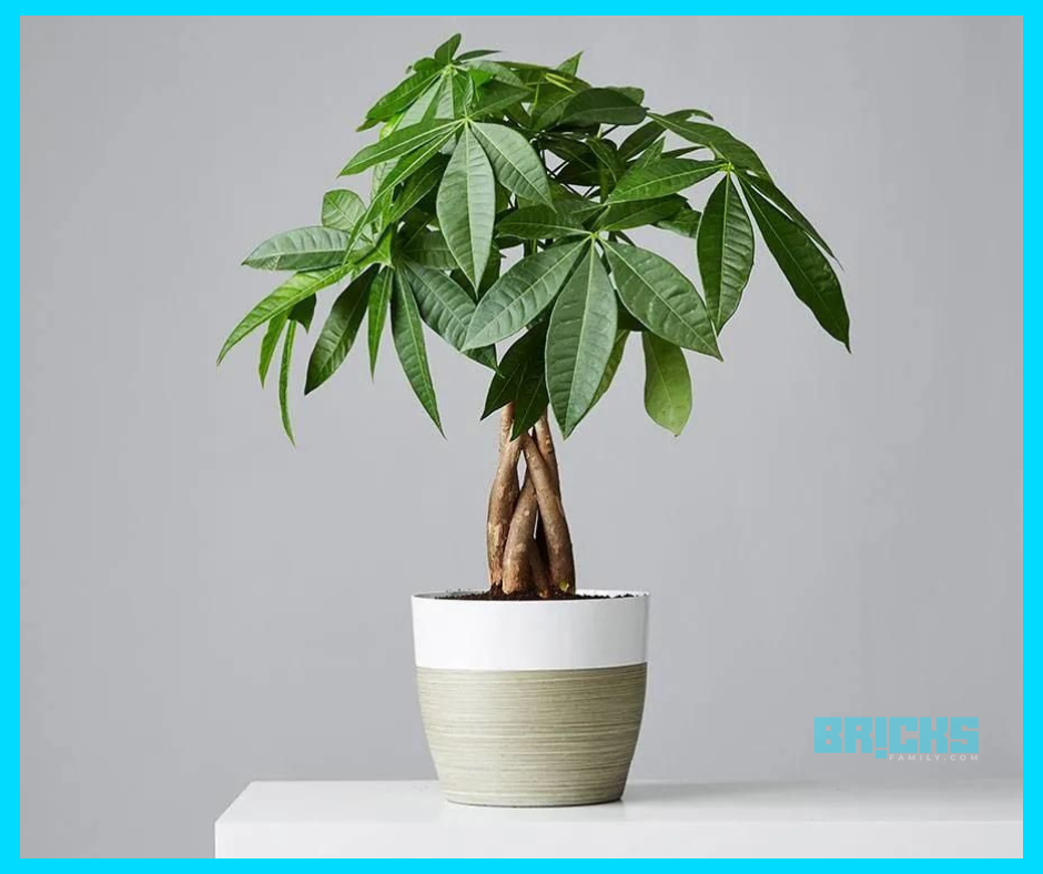 A stunning little money tree in a white pot, placed as per feng shui plants for home