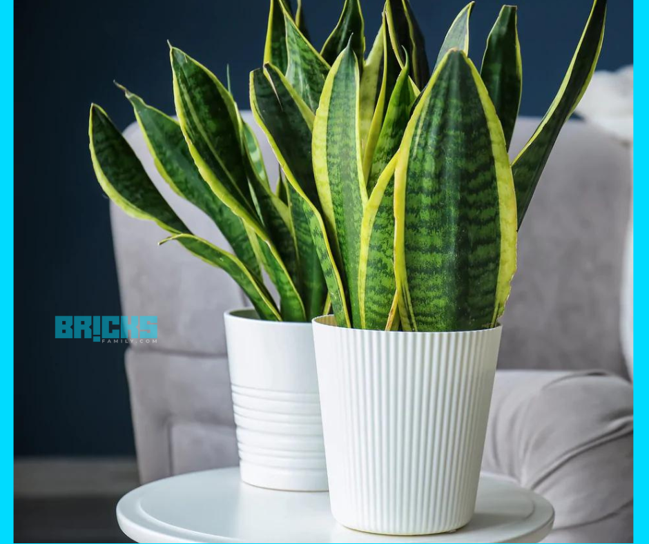 snake plants in ceramic pots 