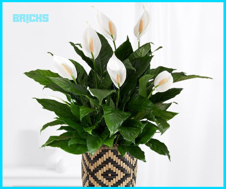 Feng Shui plant for your home Peace Lily 