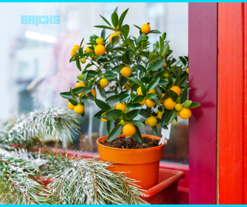 An orange bonsai citrus feng-shui plant 