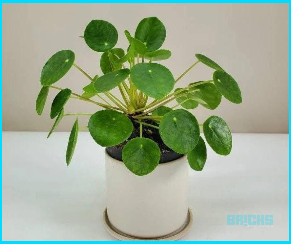 A chinese money plant in a modern house with feng shui home decor