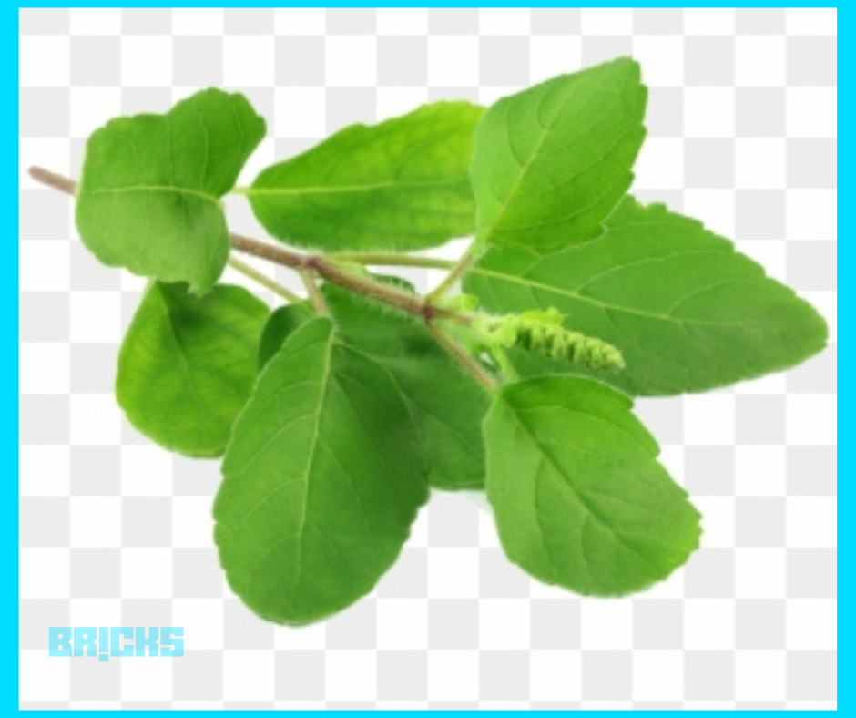 Tulsi plant is a Symbol of Purity and Sacredness
