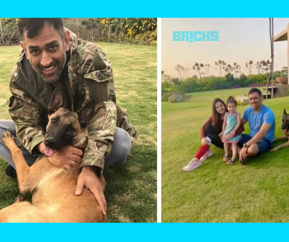 Adorable pictures of Dhoni’s dogs at the MS Dhoni Farmhouse. 