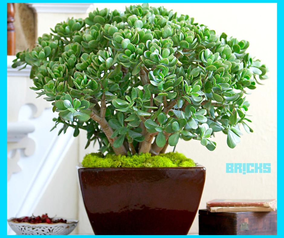 jade plants one of the best feng shui plants for home