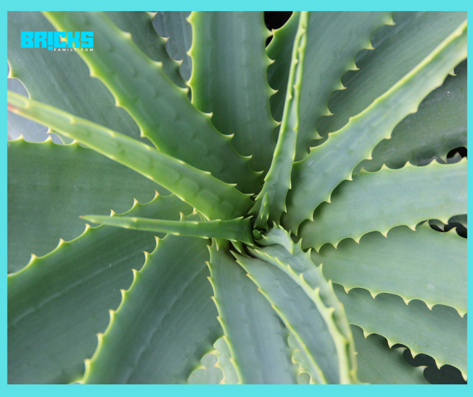 Check Out the Best Indoor Succulent Plants for Your Home Garden