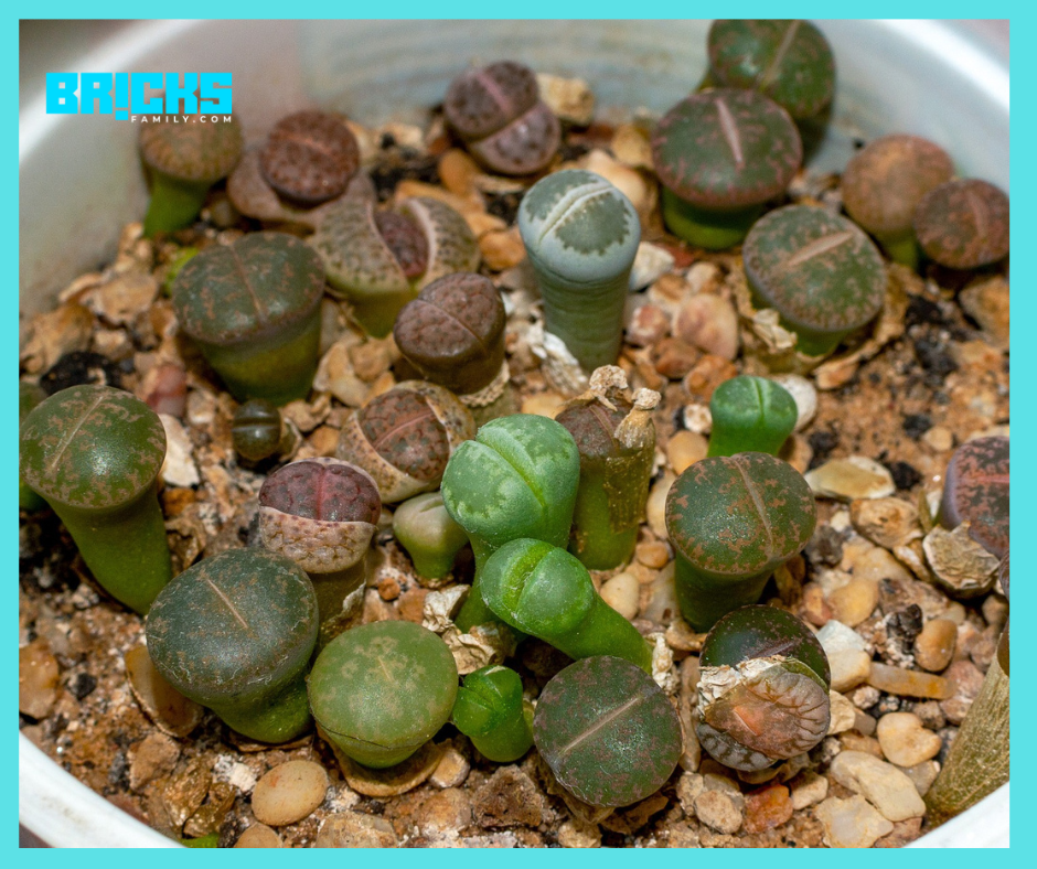 Lithops