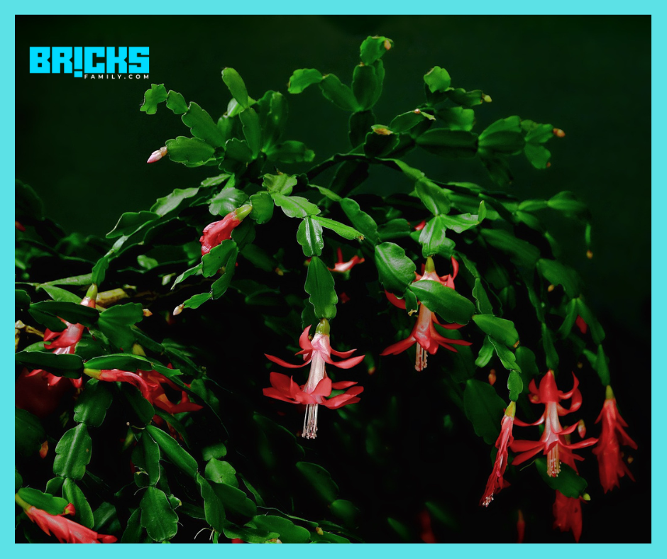 Christmas Cactus
