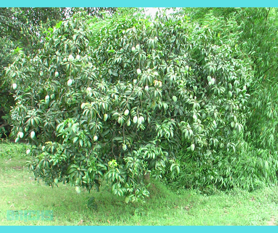 Langra mango tree (