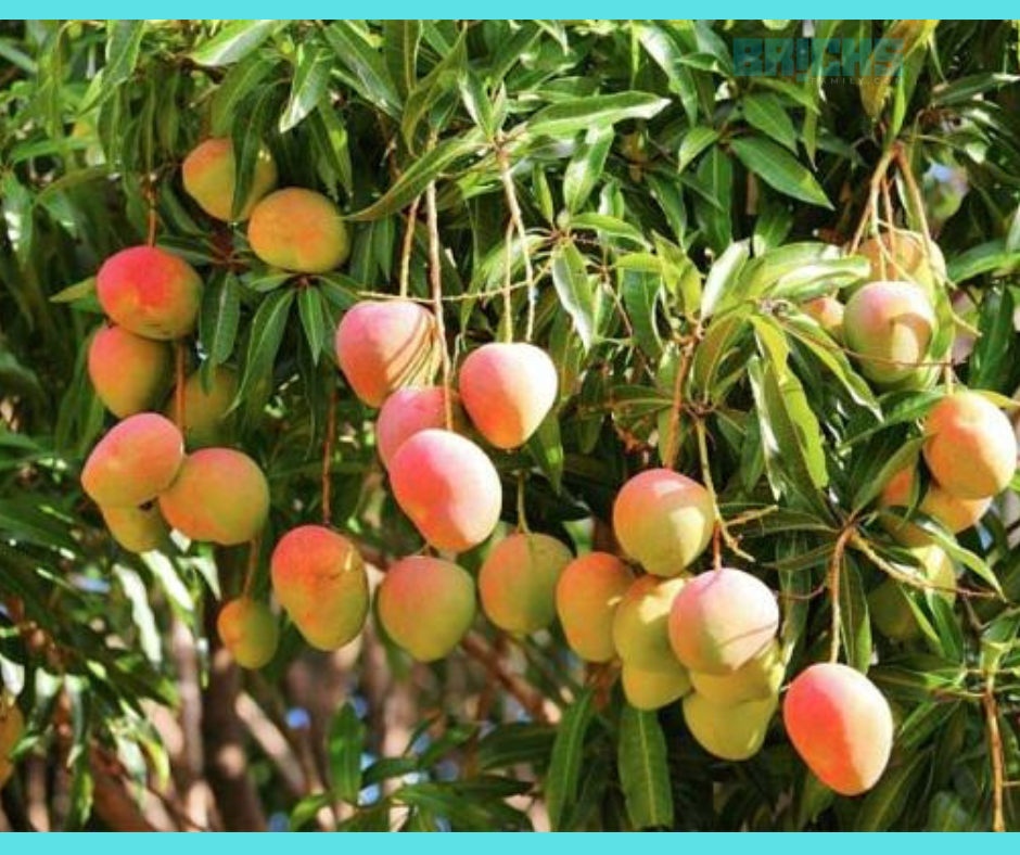 Mango Tree Leaves: Benefits, Significance & How To Grow Mango Tree