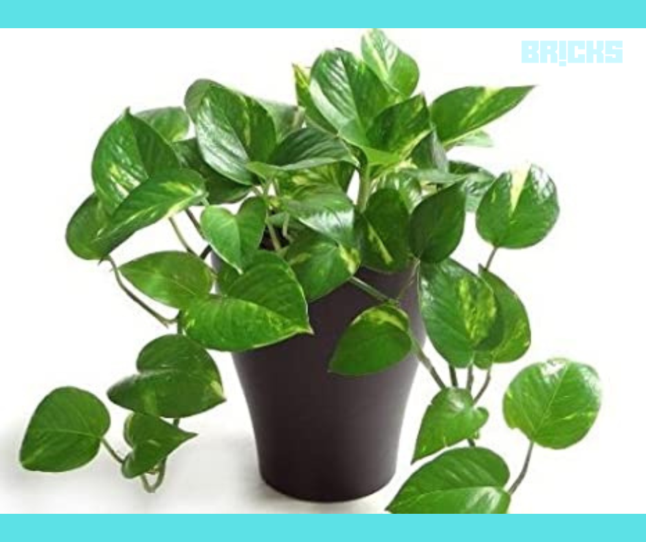 Beautiful money plant placed as home decor at home