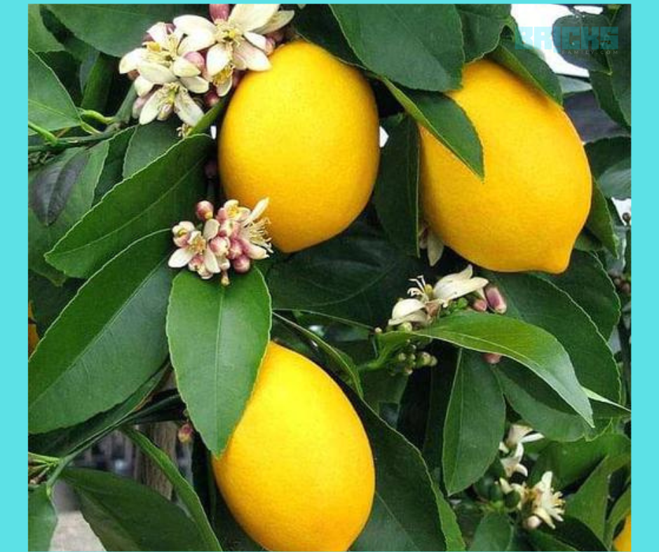 Lemons in blood in a lemon tree in the backyard