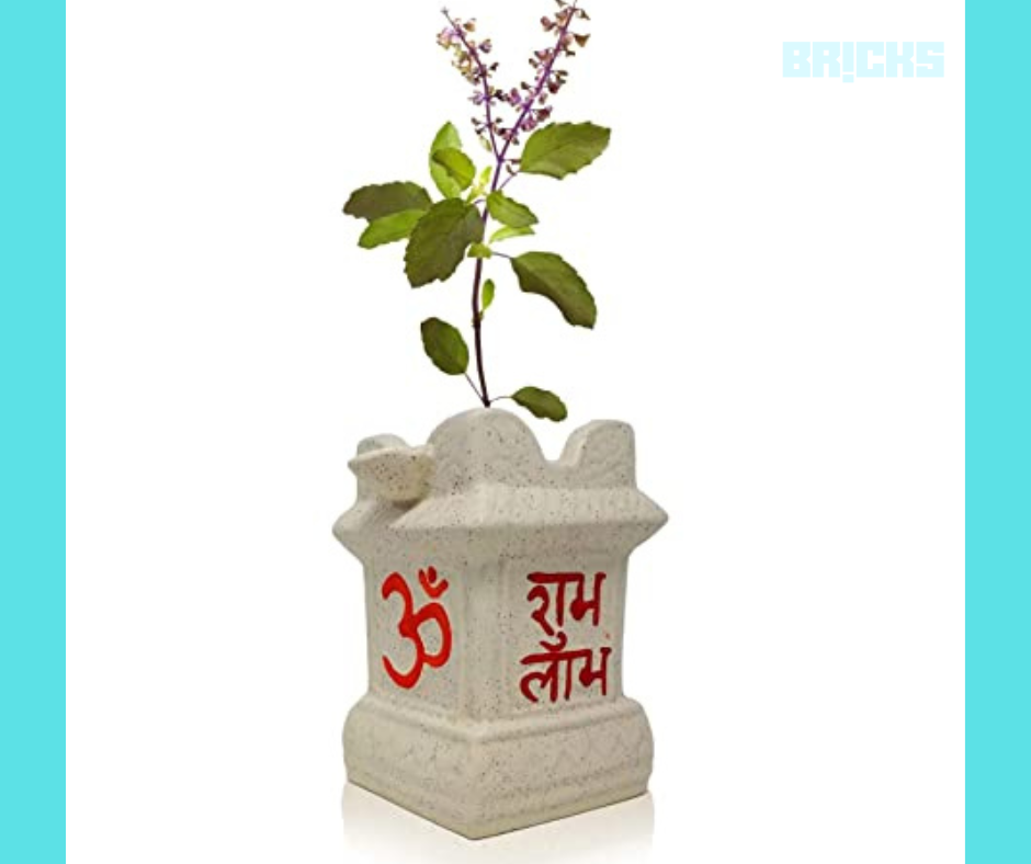 Tulsi plant