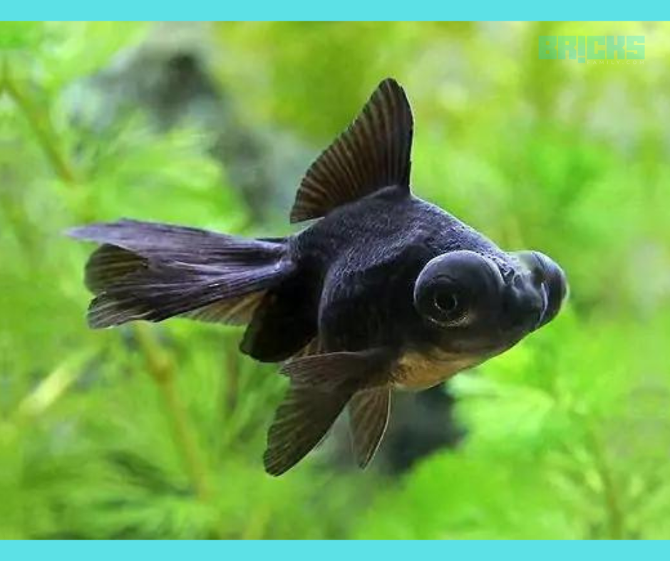 Blackmoor feng shui fish