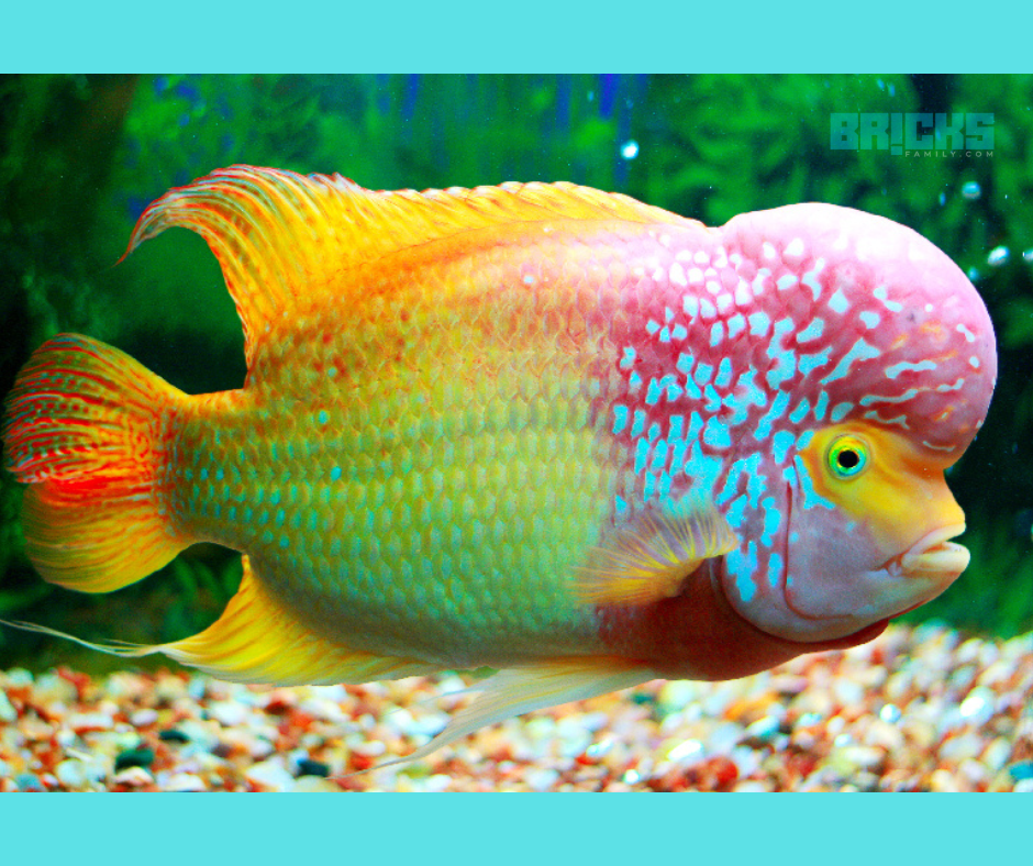 15 Feng Shui Fish To Keep In An Aquarium - Feng Shui Tips & Images