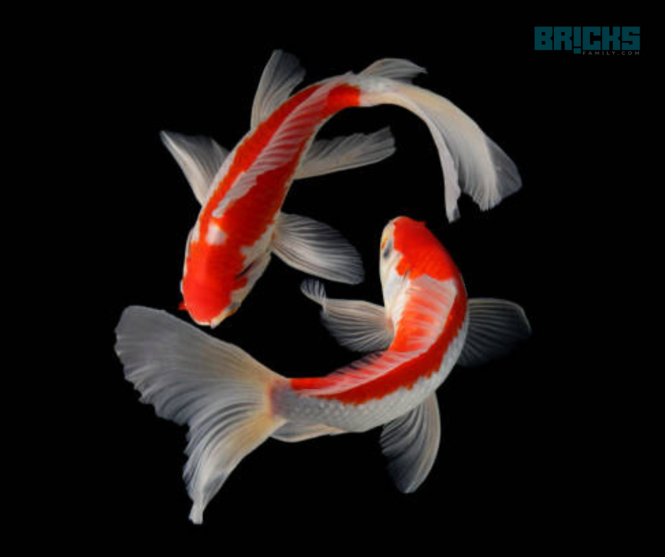 Butterfly koi feng shui fish