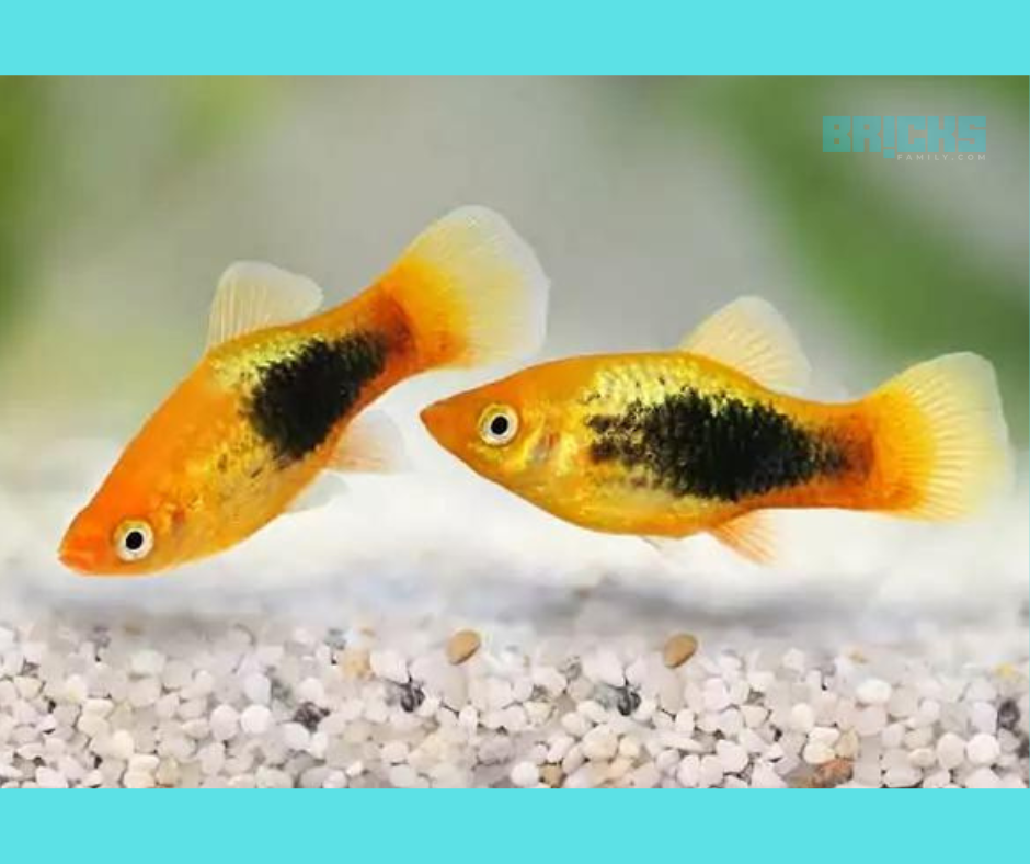 Platy feng shui fish 