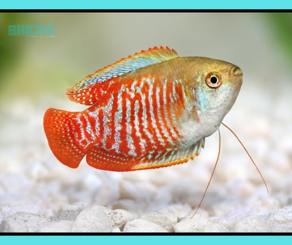 Gourami feng shui fish