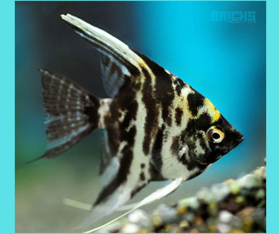 Beautiful Angelfish