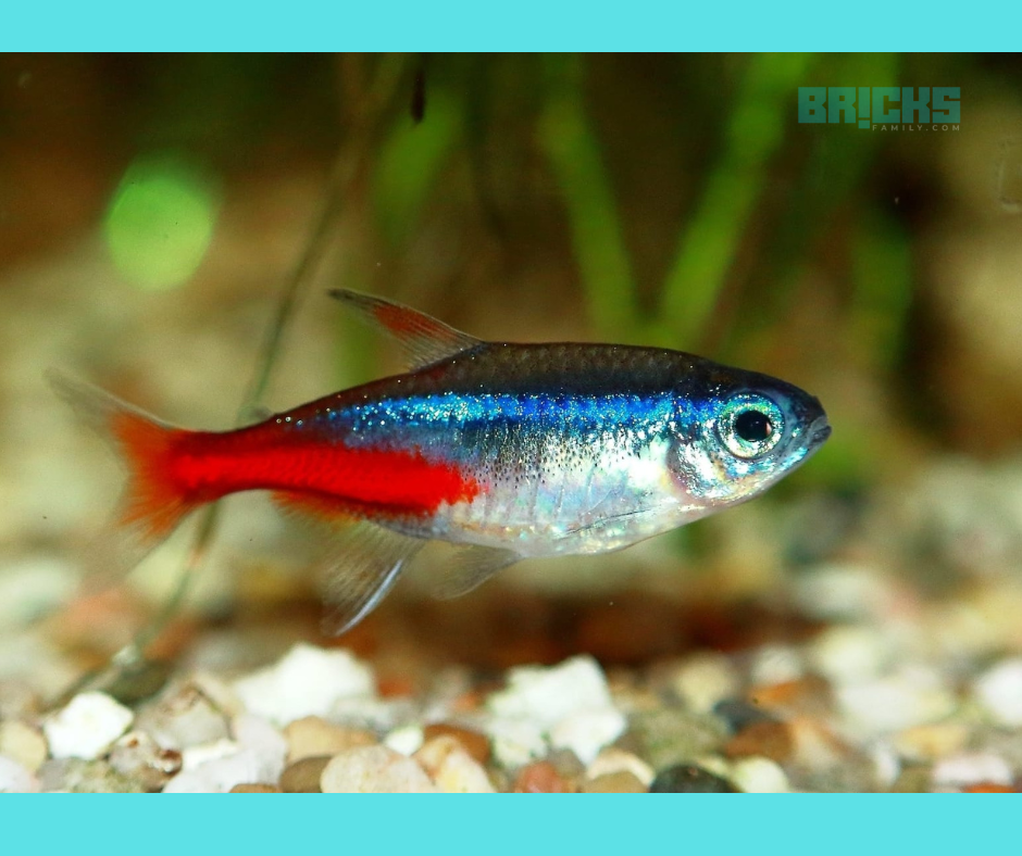 Tetra feng shui fish in freshwater aquarium