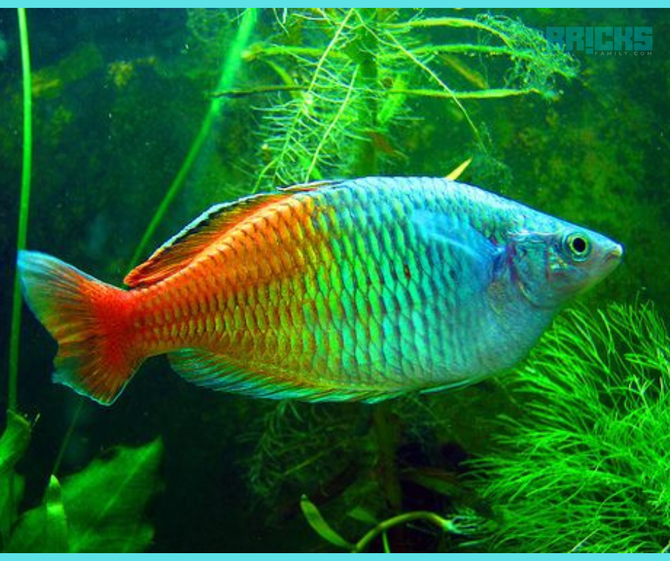 Rainbow feng shui fish