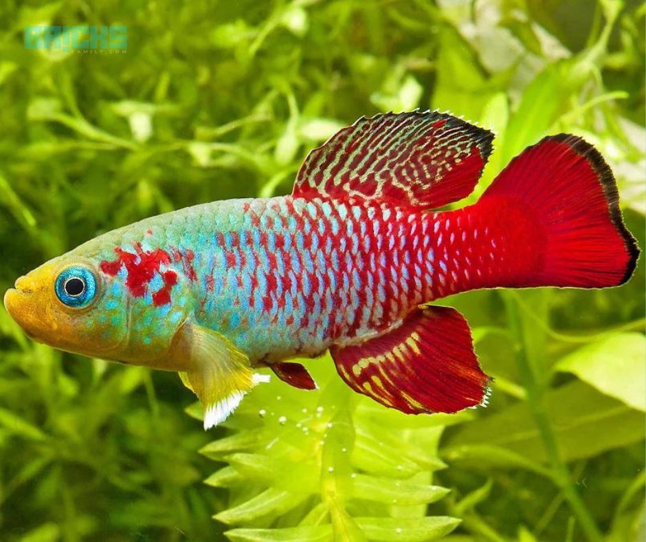 A beautiful Killifish