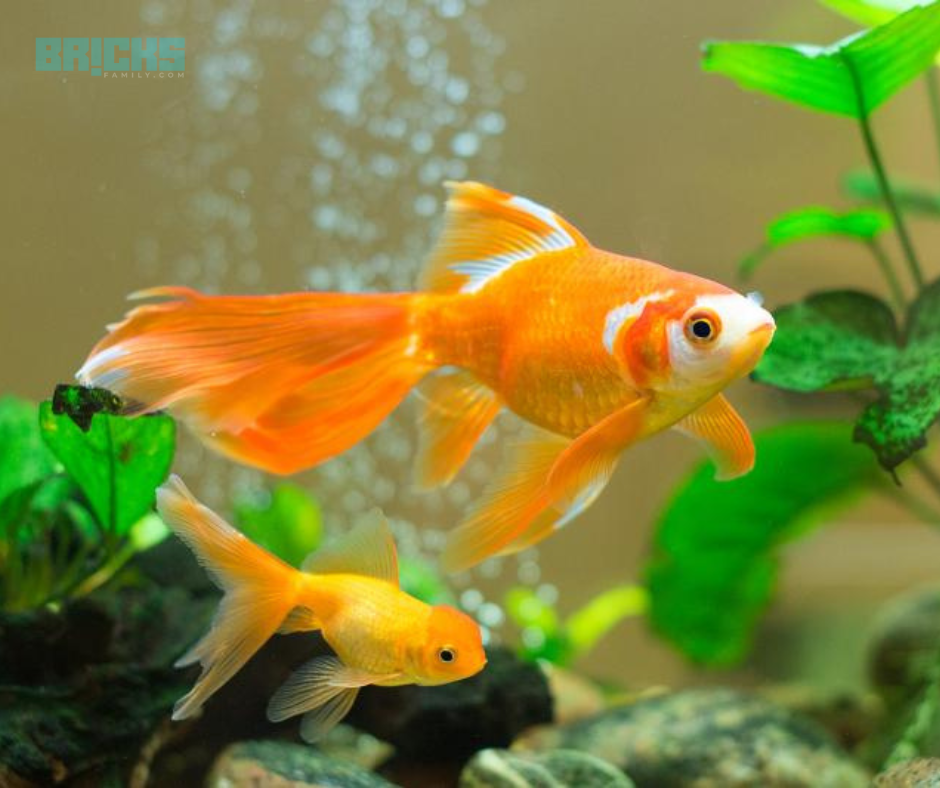 15 Feng Shui Fish To Keep In An Aquarium – Feng Shui Tips & Images