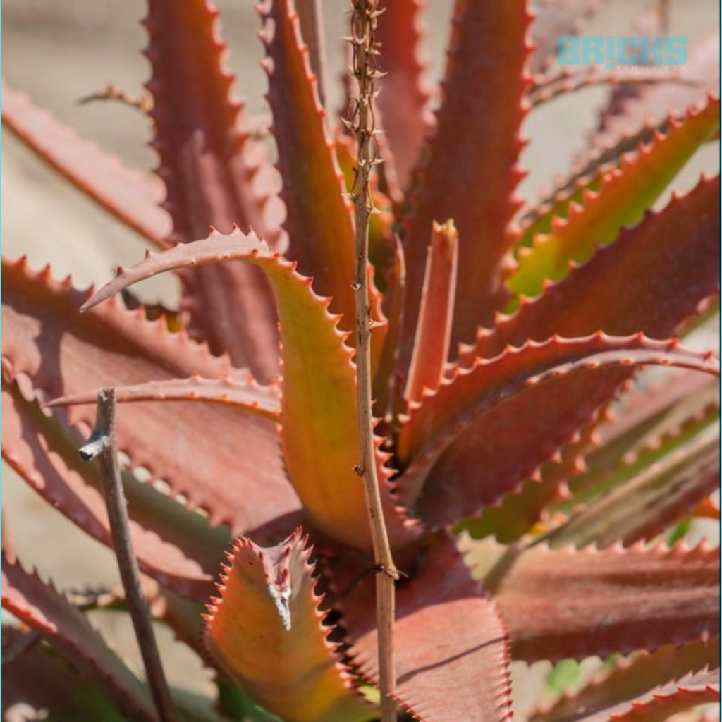  Underwatered aloe vera plants can appear dry with brown ends