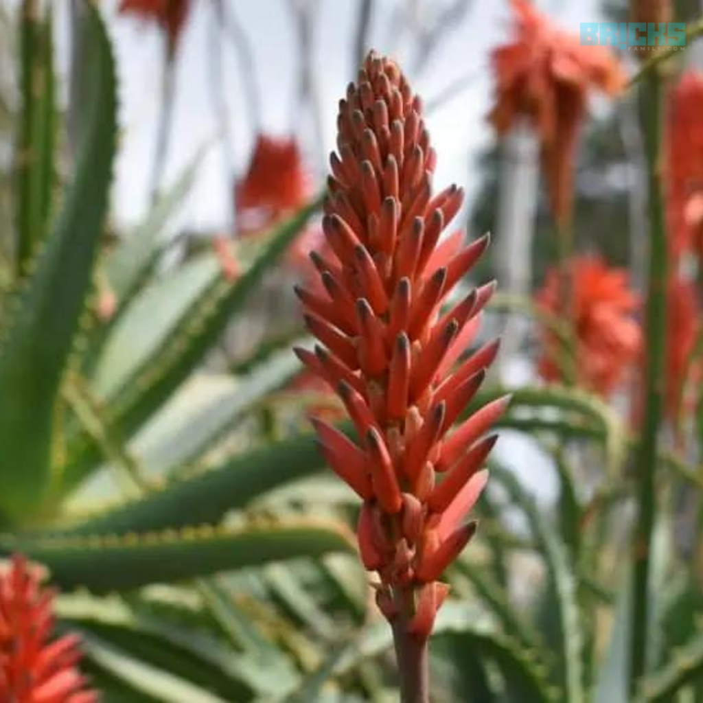 Aloe vera plant flowers are beautiful and stay fresh for long 