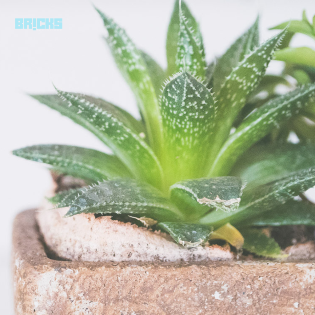 Aloe vera plant care indoors may fail due to too much or too little sunlight