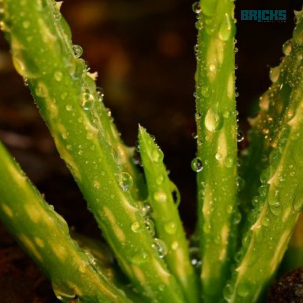 Monitoring aloe vera plants regularly will help prevent problems 