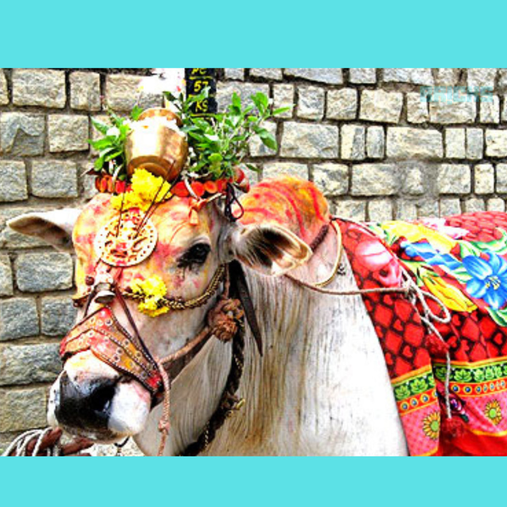 Colour is applied to a bull on the occasion of Mattu Pongal festival