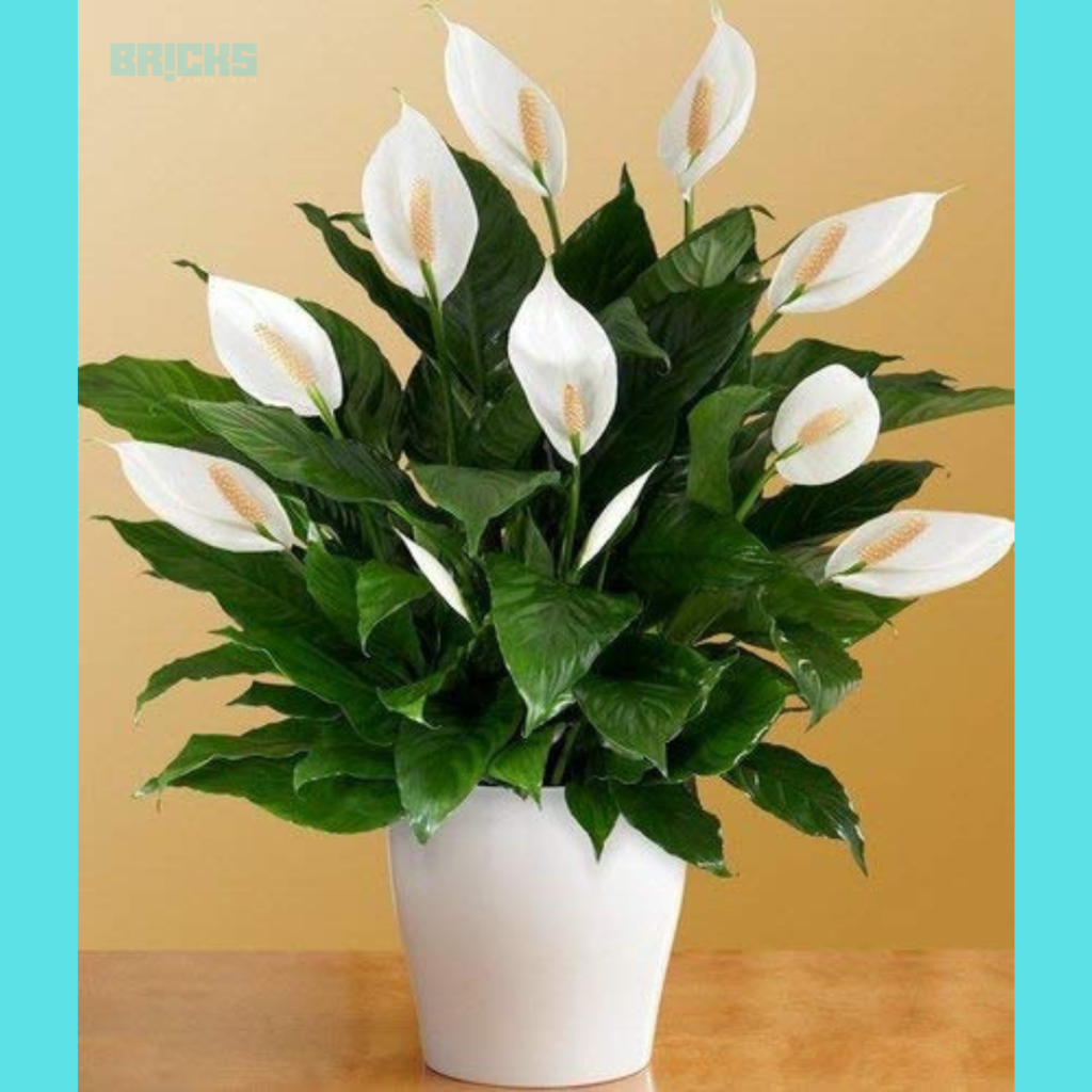 Peace lily air purifying plants 