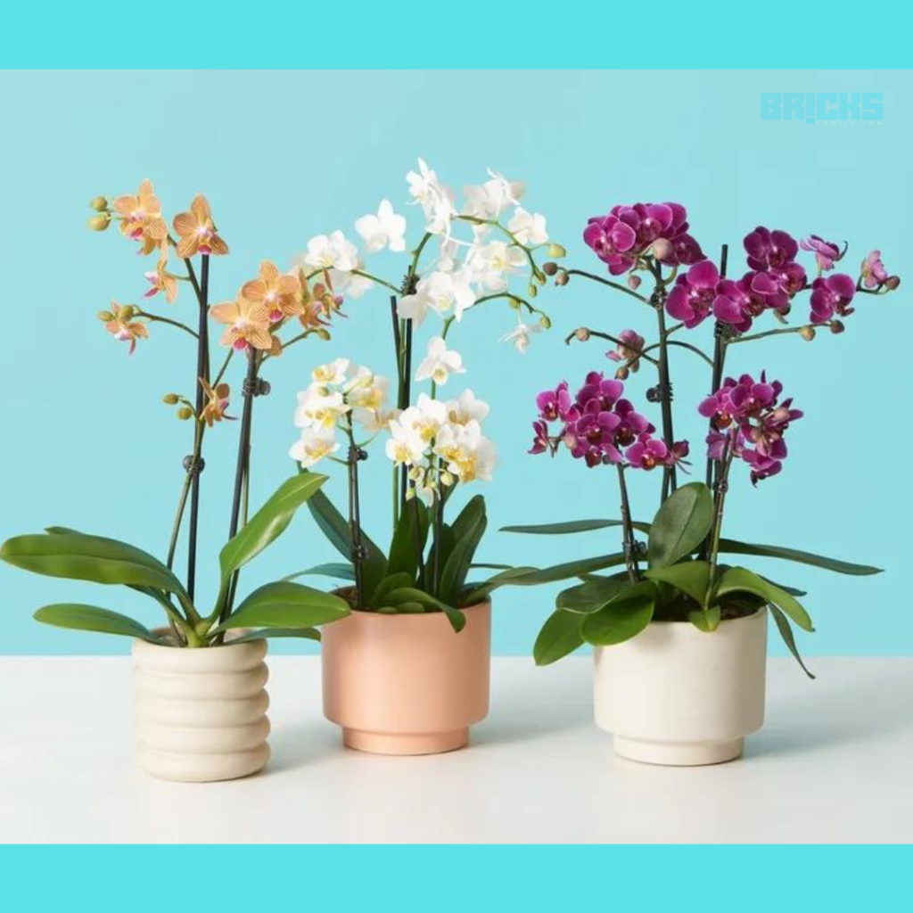 Moth Orchids air purifying plants 