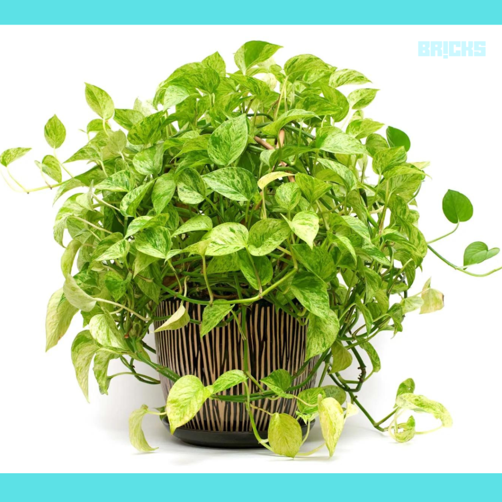 Pothos air purifying plants