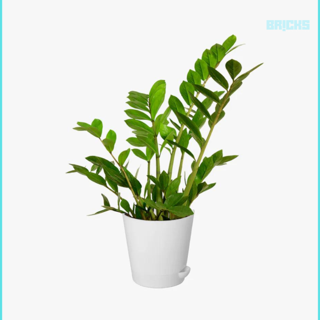 ZZ air purifying plants