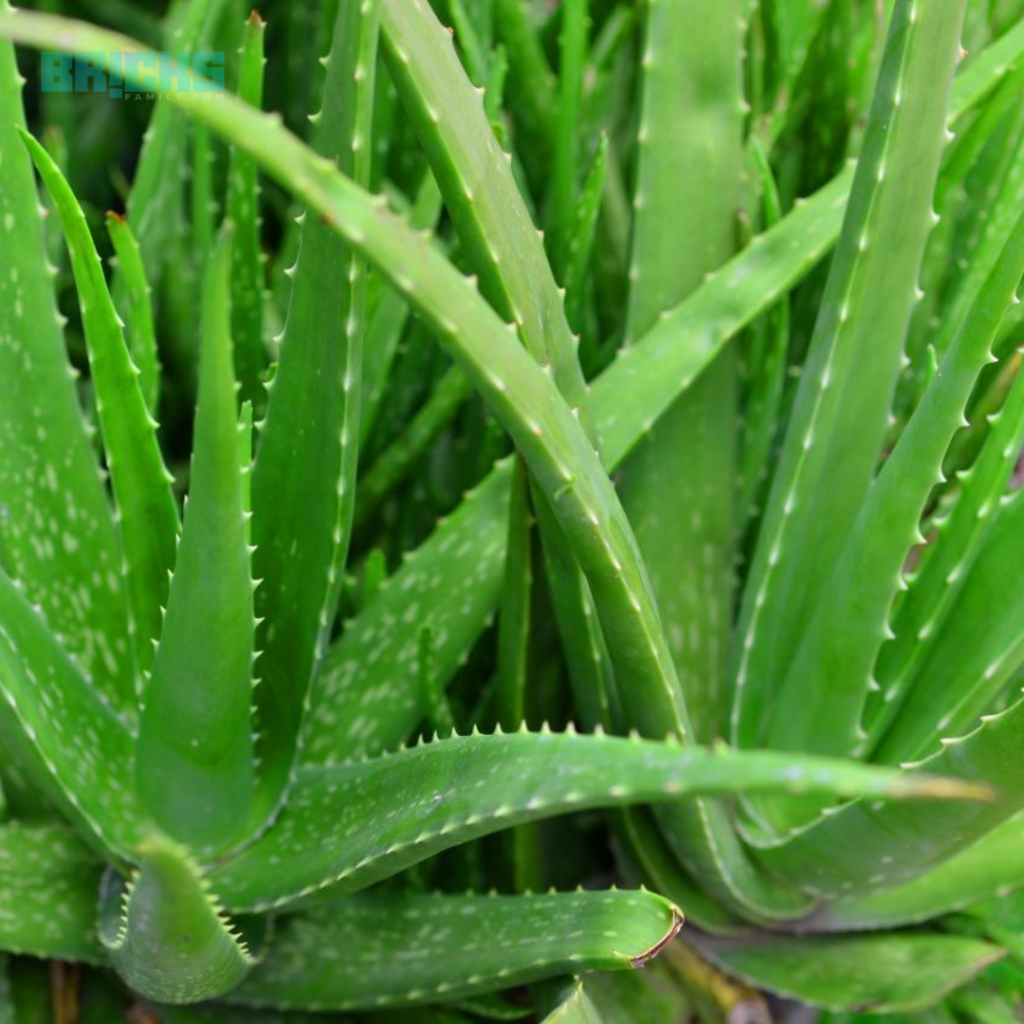 Remove and repot pups to grow more aloe vera plants 