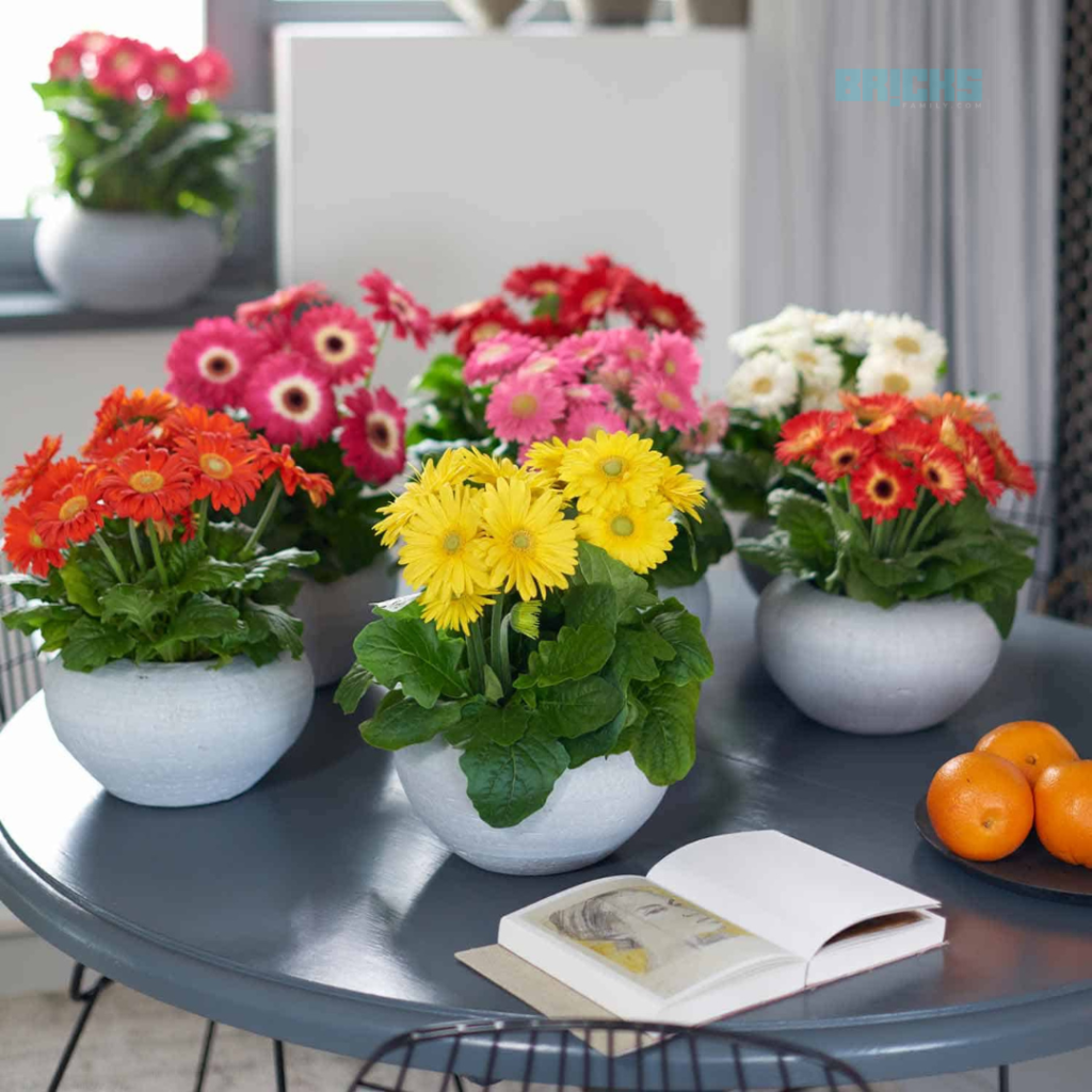 Gerbera daisy air purifying plants 