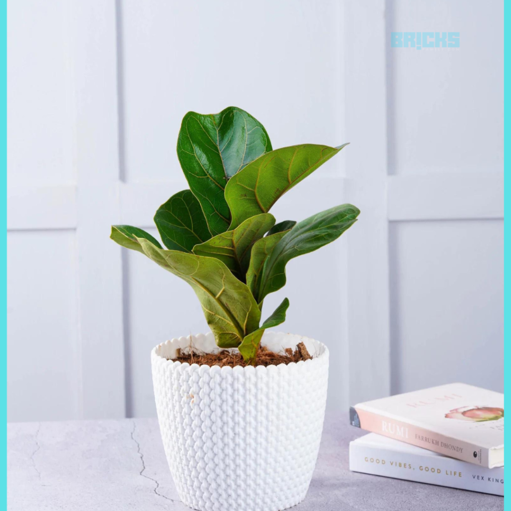 Fiddle leaf fig air purifying plants