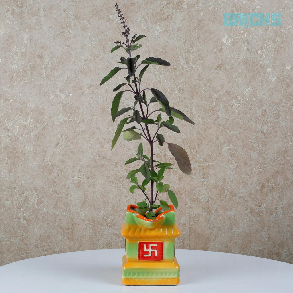 Tulsi-Plant-at-Home  as per Vastu for good health