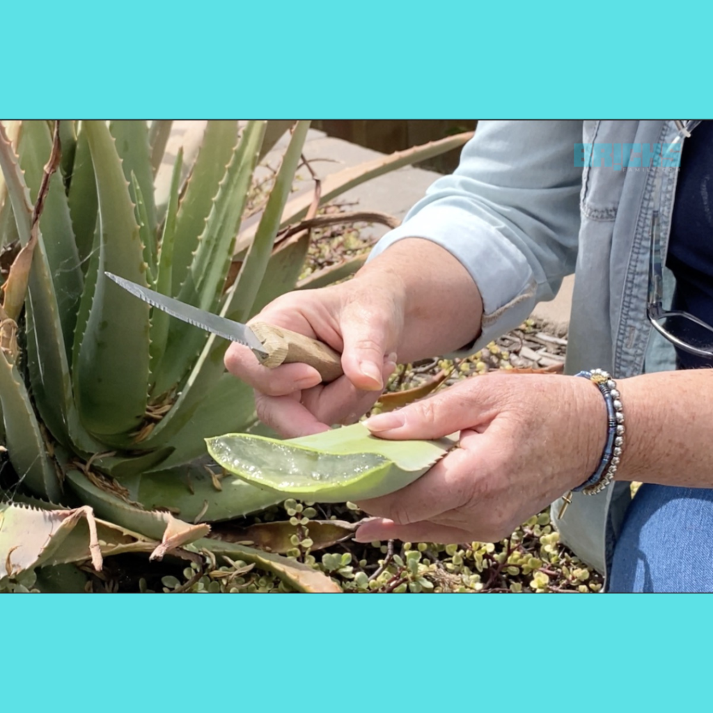  Underwatered aloe vera plants can appear dry with brown ends