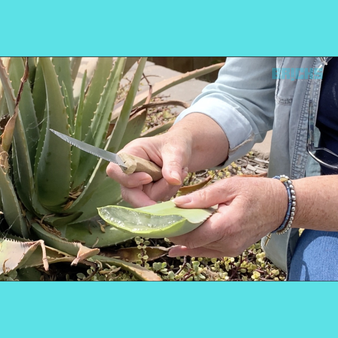 Aloe Vera Plant Benefits And Care 12 Tips To Grow Aloe Vera Plants 1974