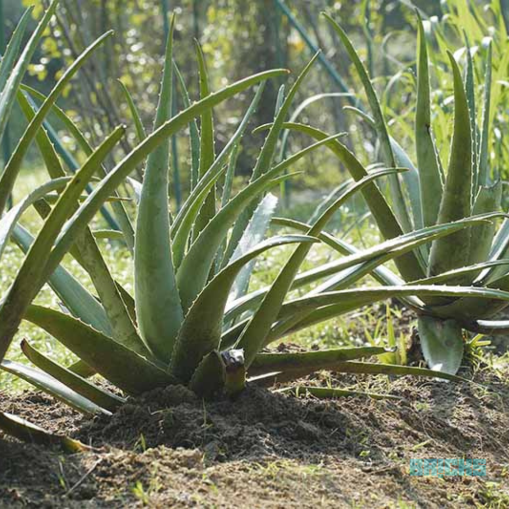 Aloe vera plant grown outdoors need proper water drainage 