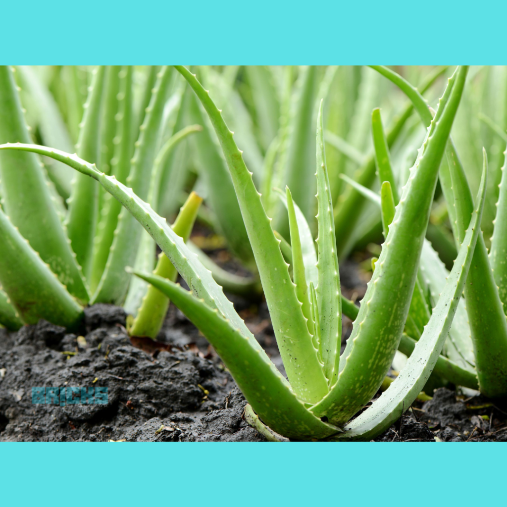 Aloe vera plants grow well in sunlight