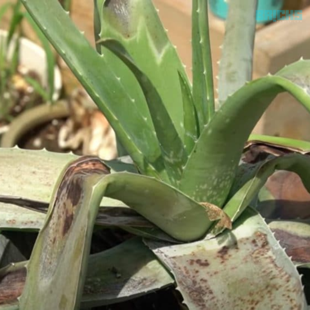 Aloe vera plant care involves minimal watering