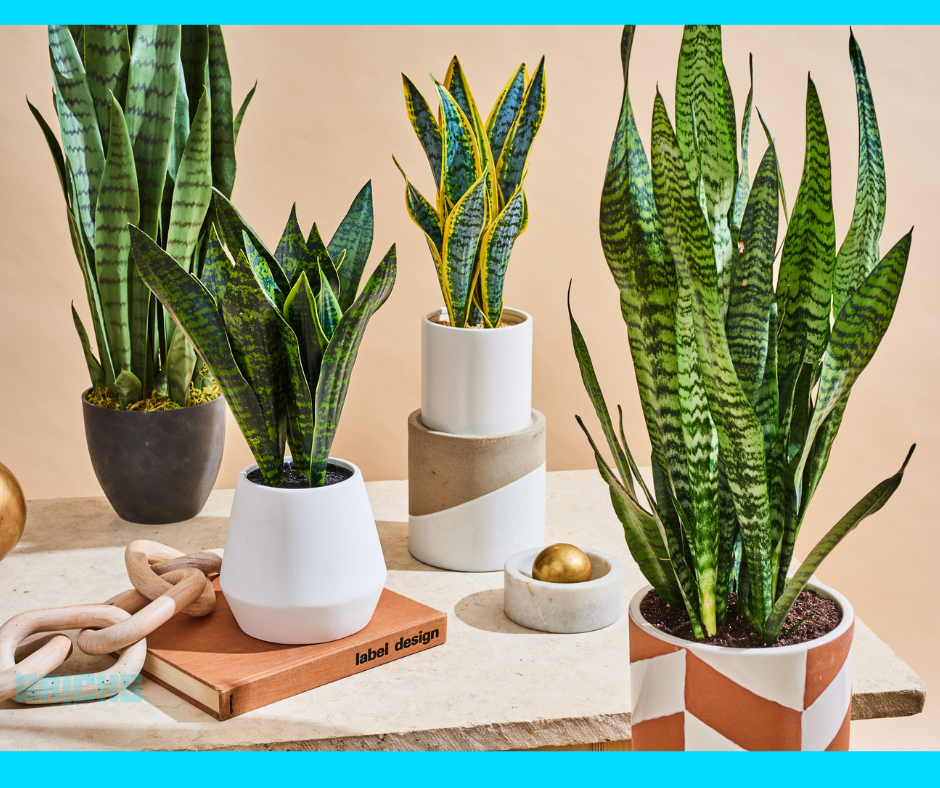 Snake plants require minimal care