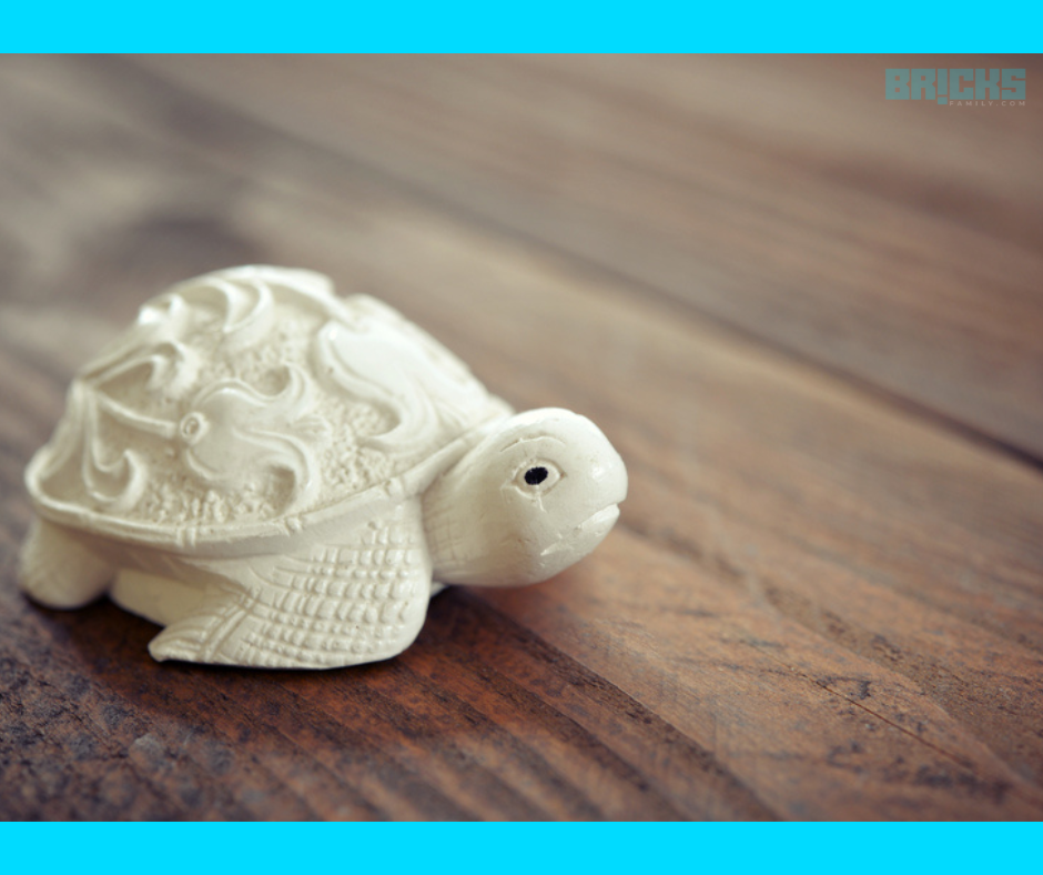 White tortoise Vastu promotes peace and spiritual vibes