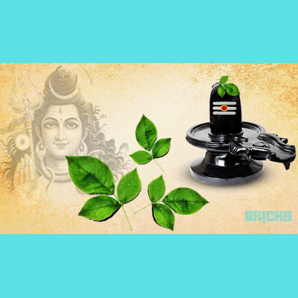 Bel leaves  offered to Lord Shiva on Mahashivratri festival