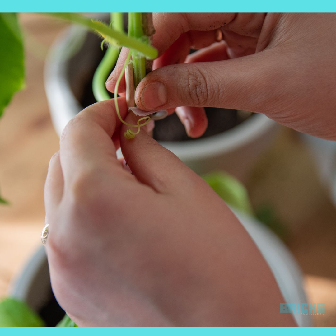 Garden Stakes Meaning, Types, Uses Decorative Garden Stakes