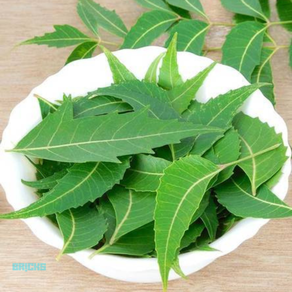 Burn neem leaves in your home to keep dengue and malaria at bay.