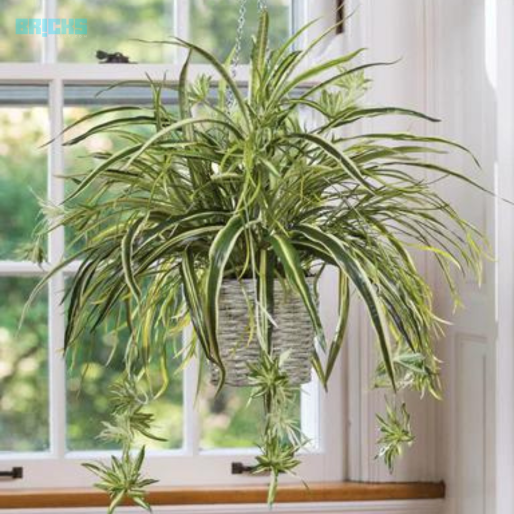 Spider plants can be grown in bathrooms to add to its beauty 